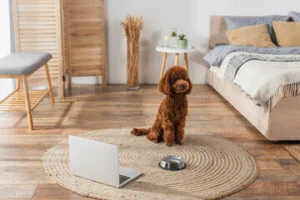 round carpets