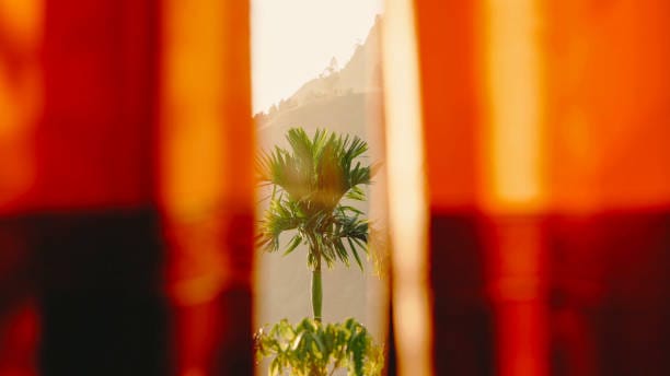red curtains dubai