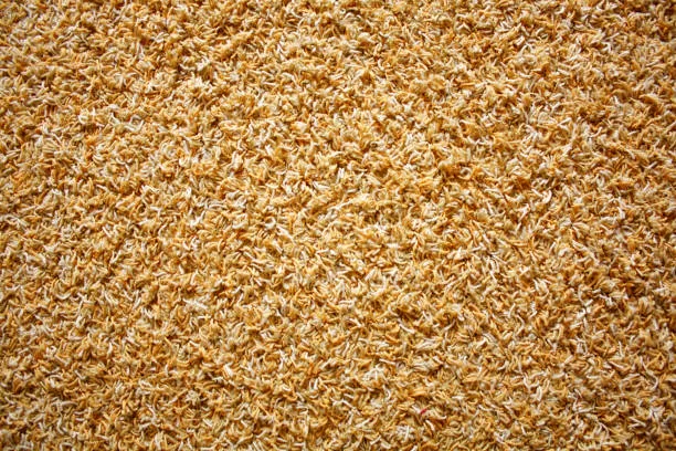 wall to wall carpets in Dubai